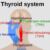 thyroid system